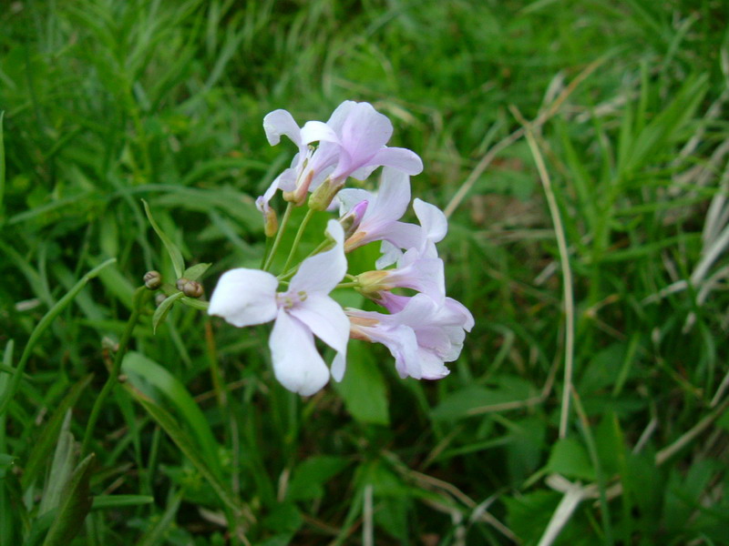 Cardamine bulbifera / Dentaria minore